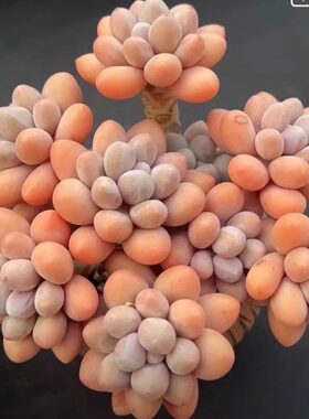 汤圆奶酪懒人老桩大颗新手好养多肉稀有品种名贵多肉植物室内盆栽