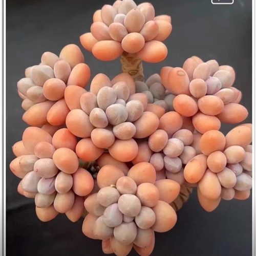 汤圆奶酪懒人老桩大颗新手好养多肉稀有品种名贵多肉植物室内盆栽