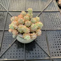 Thumb Succulent Premium, rare and precious, mini potted plant with succulent plant, small old stem green plant thumbnail 8