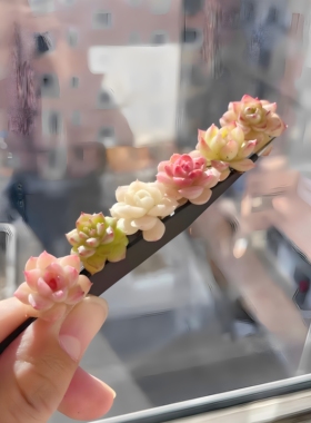 麦秆女王迷你袖珍拇指指盖小多肉植物盆栽新手组合摆件多肉小盆栽