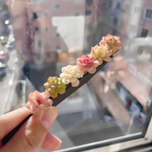 麦秆女王迷你袖珍拇指指盖小多肉植物盆栽新手组合摆件多肉小盆栽