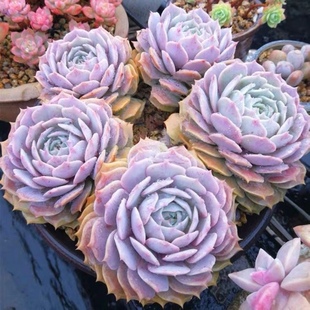 露娜莲群生老桩盆栽新手好养大颗名贵高端精品多肉植物小盆栽带盆