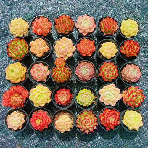 多肉批发肉肉精品组合套餐迷你花卉绿植多肉小盆栽多肉植物带盆