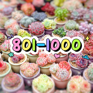 801-1000两单包邮偏远除外