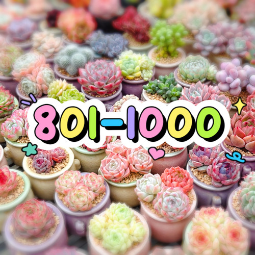 801-1000两单包邮偏远除外
