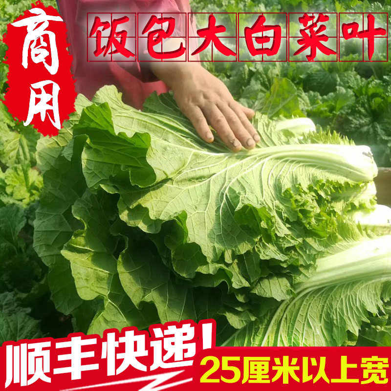白菜叶饭包东北饭包店菜叶商用打饭包的白菜叶新鲜大白菜叶子包邮