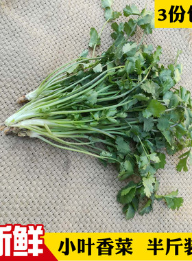 东北小香菜打饭包香菜