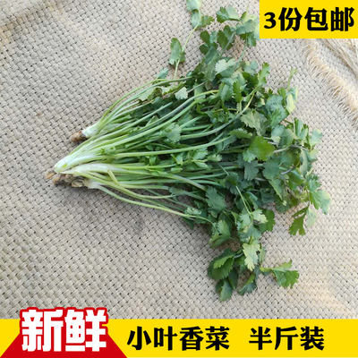 东北小香菜打饭包香菜