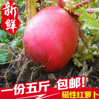 东北大红萝卜大红袍萝卜