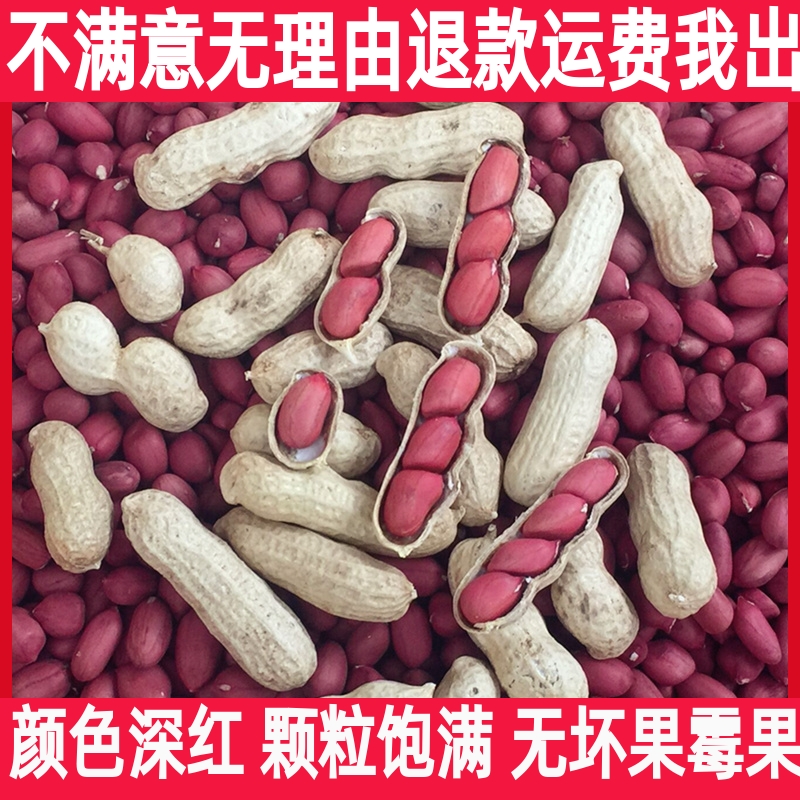 2025年生红皮花生带壳晒干原味高产种子籽农家铁锅炒熟红衣花生米