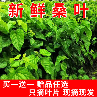 蚕宝宝食物新鲜桑叶现摘嫩桑叶