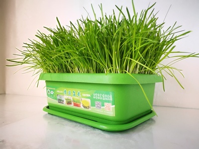 阳台盆栽韭菜室内无公害