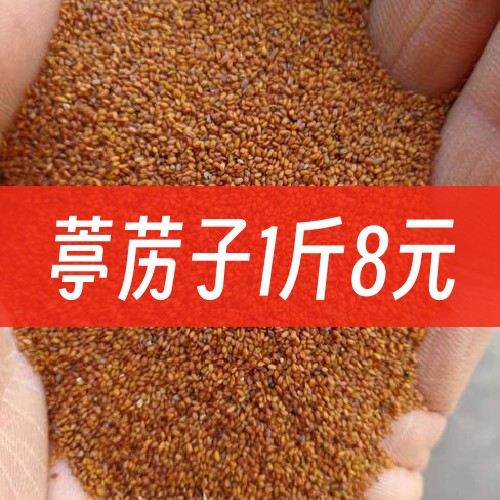 葶苈子500克包邮 正品新货安徽葶苈子 亭力子水洗干净货中药材