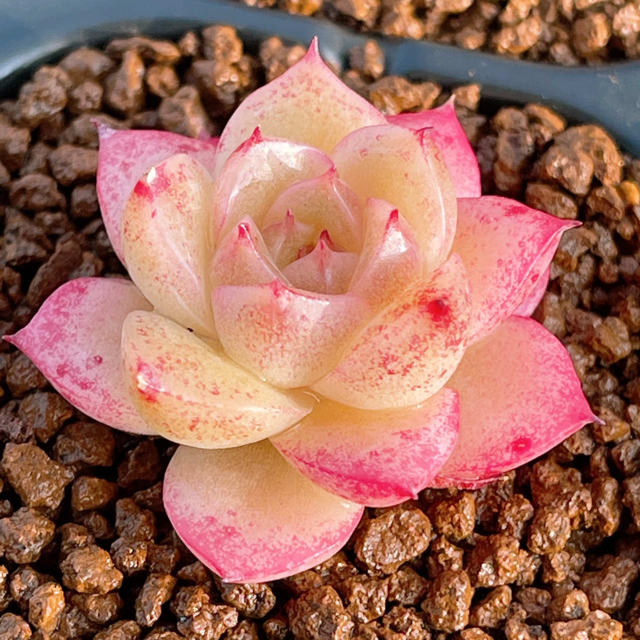 【樱花麦秆多肉叶片】多肉植物优选暗纹冰心个体韩麦农场透亮叶子