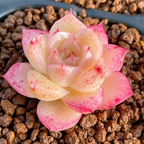 【樱花麦秆多肉叶片】多肉植物优选暗纹冰心个体韩麦农场透亮叶子