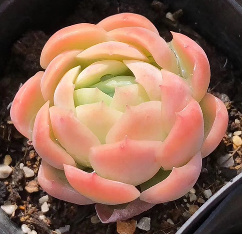 进口多肉植物稀有品种叶片素材模板 进口多肉植物稀有品种叶片图片下载 小麦优选