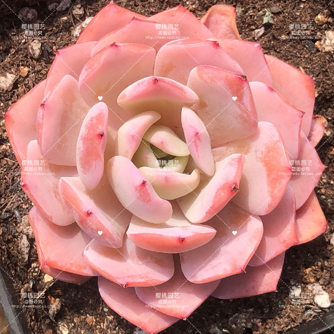 「香水百合」多肉贵货叶片叶插稀有韩国新品进口基因控养正版暗纹