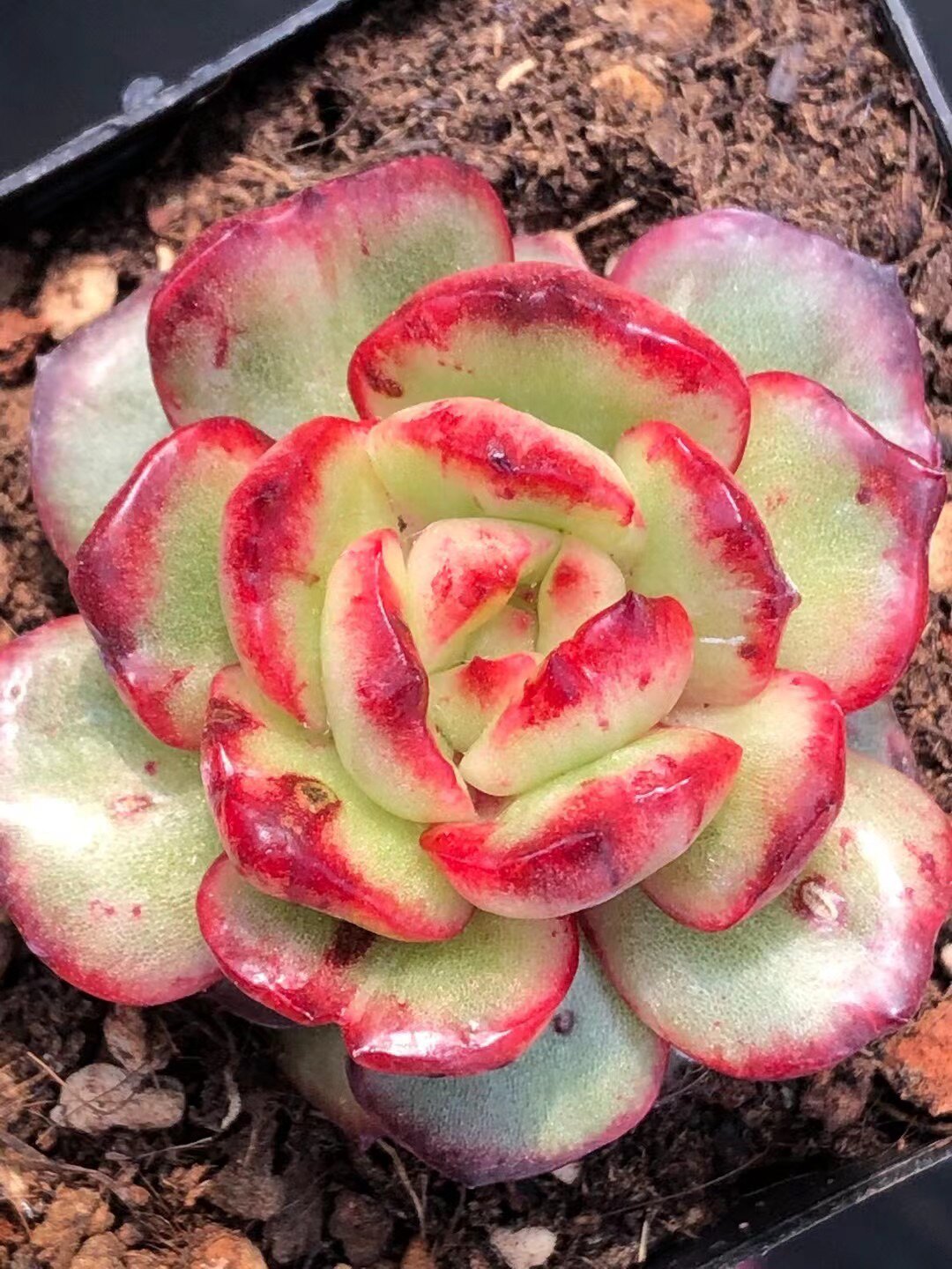 「蒙布朗石化多肉叶片」叶插稀有韩国贵货新品进口基因控正版孤品