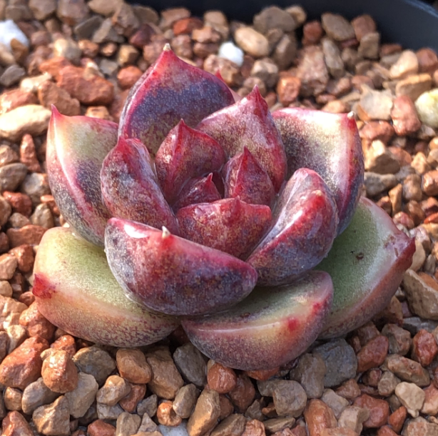 「紫水晶」多肉叶片叶插贵货稀有韩国杂交进口基因控养正版叶子