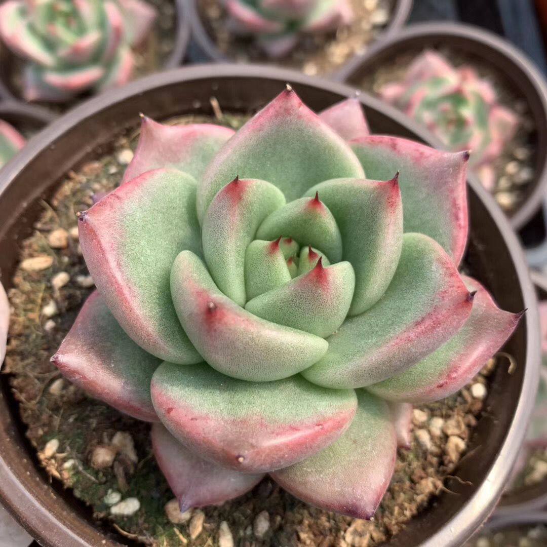 「巴松」多肉叶片叶插贵货稀有韩国进口基因控养正版叶子