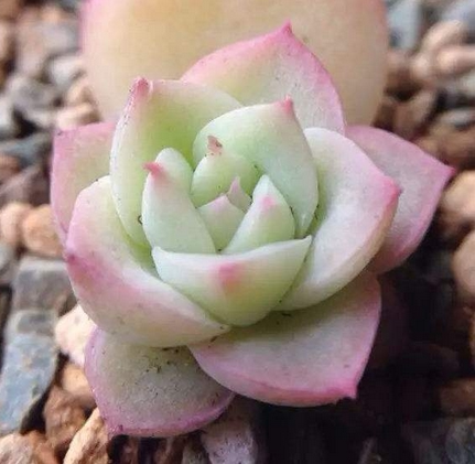 「粉水晶」多肉叶片叶插贵货稀有韩国进口正版叶子新品