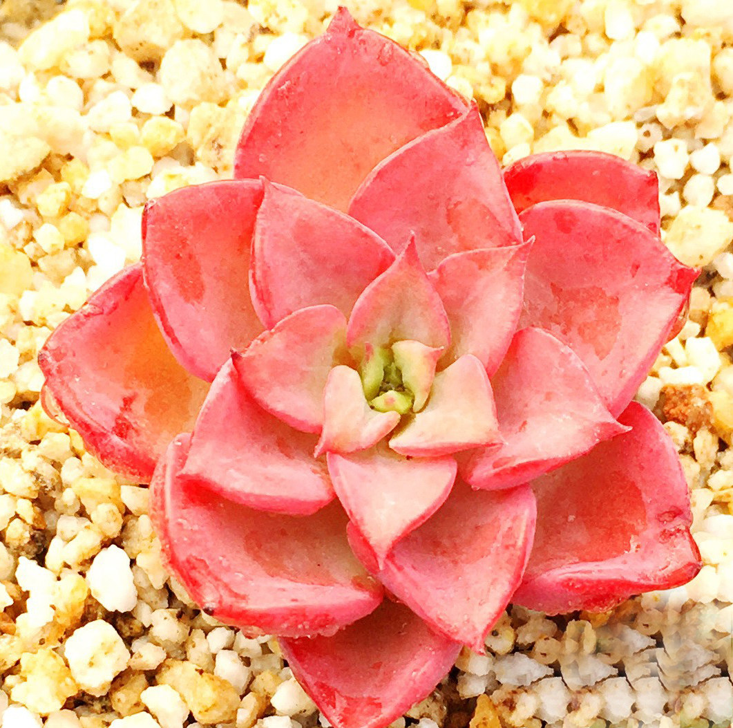 多肉植物韩国进口多肉叶片「高贵」贵货正版叶插