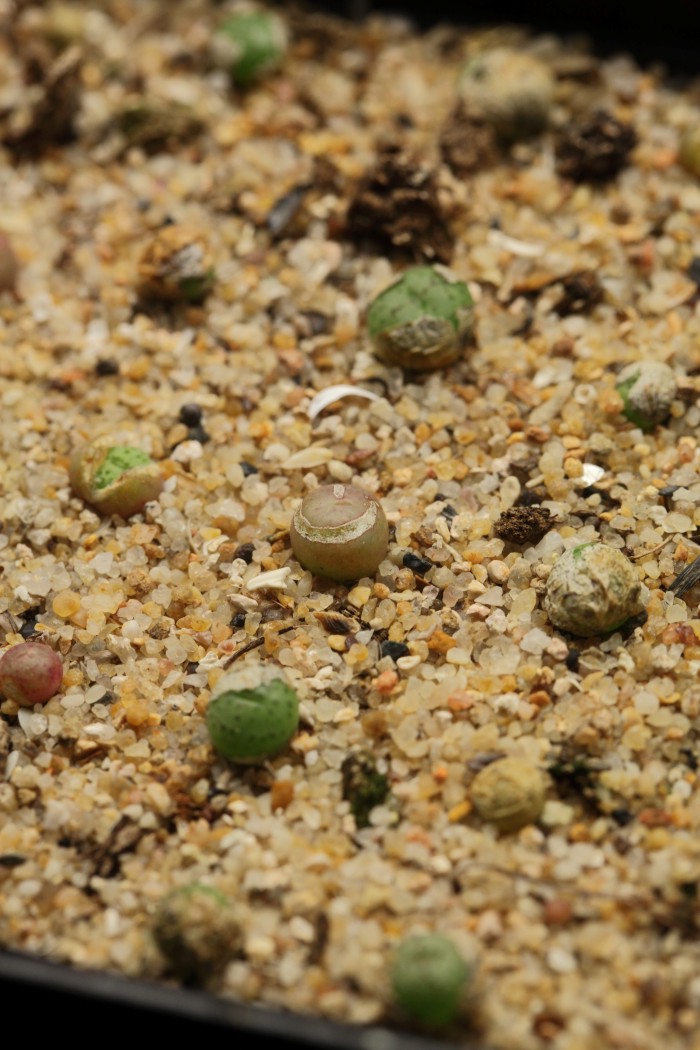 进口多肉 肉锥花 荧光玉 conophytum uviforme 约0.5cm