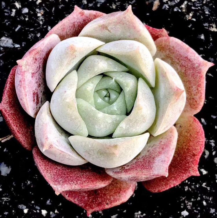 多肉植物韩国进口多肉叶片「仙桃」贵货正版叶插