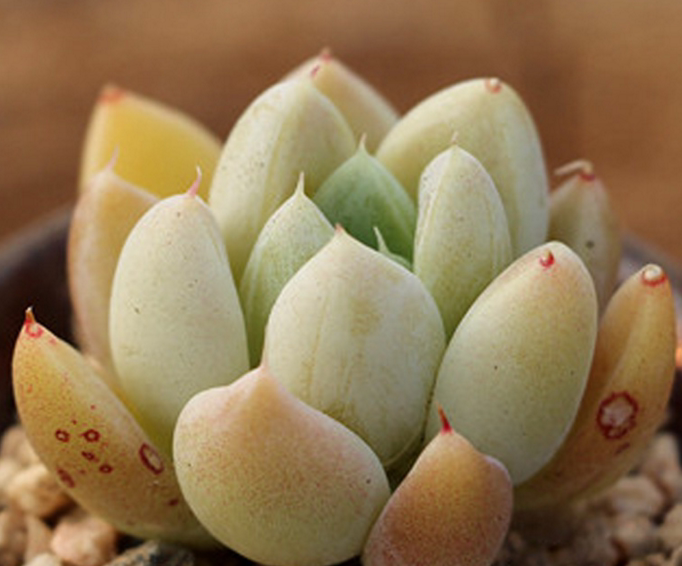 多肉植物 韩国进口多肉叶片「映月台」贵货正版叶片 叶插