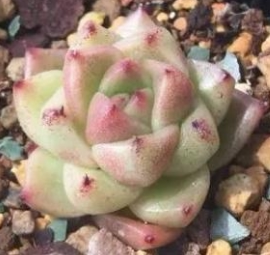 多肉植物 欧美进口多肉叶片「石英」贵货正版叶片 叶插叶插苗小苗