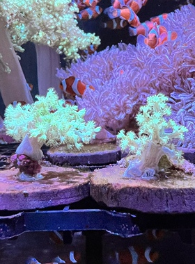 人工荧光绿麦穗圣诞树 lps珊瑚海水鱼小丑鱼观赏鱼新手闯海缸包邮
