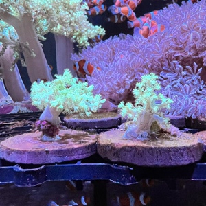 人工荧光绿麦穗圣诞树 lps珊瑚海水鱼小丑鱼观赏鱼新手闯海缸包邮