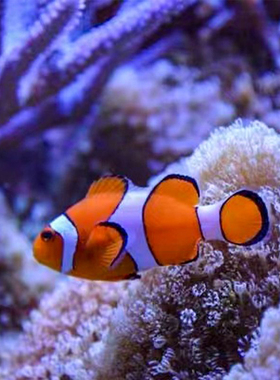 海水活鱼水族观赏鱼人工公子小丑鱼尼莫nemo毕加索奥黑黑背心包邮