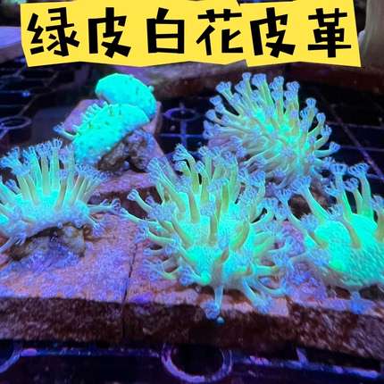 绿皮白花皮革LPS软体珊瑚海水鱼缸活体生物人工繁殖新手入门包邮