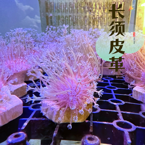 易养，新手入门，闯缸珊瑚