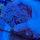 人工繁殖闪千手海葵软体lps珊瑚海缸活体海洋生物飘逸型慢闪 包邮