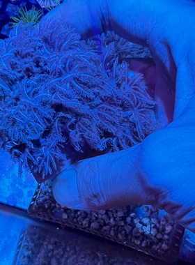 人工繁殖闪千手海葵软体lps珊瑚海缸活体海洋生物飘逸型慢闪包邮