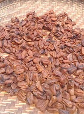 郁南无核黄皮果干，原味无添加剂孕妇儿童零食，2025年新产品