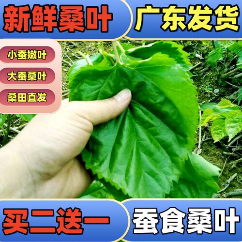 桑叶新鲜蚕宝宝蚕卵小蚕广东发货