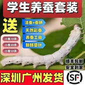 蚕宝宝活体春蚕幼虫活物蚕卵天然彩蚕儿童学生养蚕套装 送新鲜桑叶
