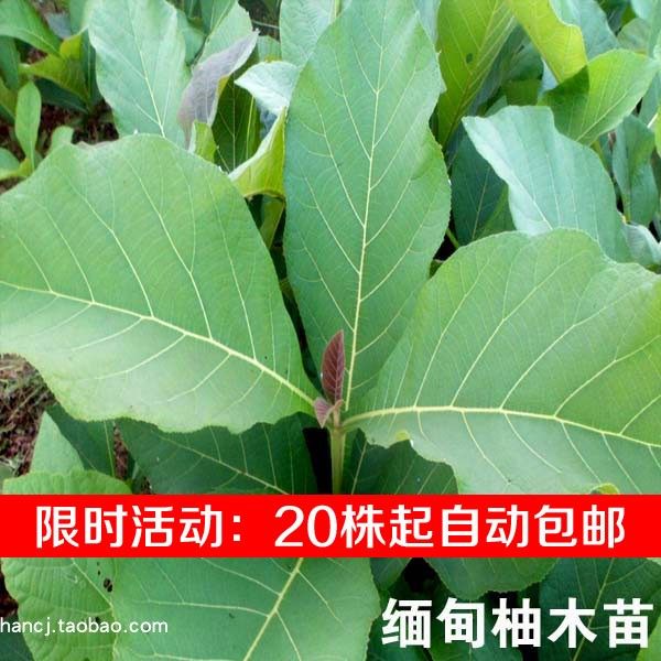 金丝柚木苗 金丝柚木树苗 柚木苗  缅甸柚木苗 柚木种植树苗速生