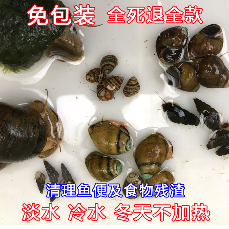 鱼缸砂石带的螺怎么清,鱼缸螺的种类,鱼缸螺_大山谷图库