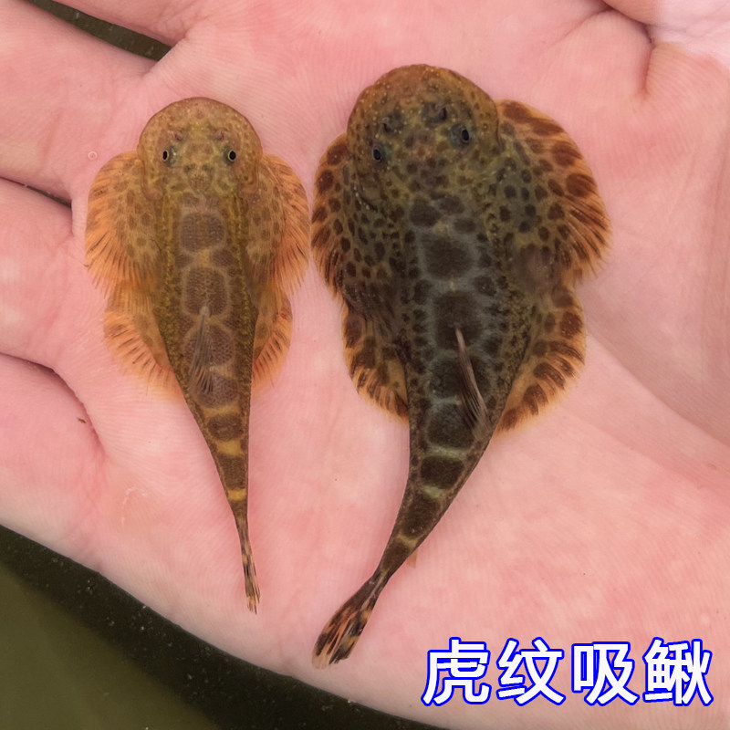 双吸盘华吸鳅虎纹吸鳅四川爬岩鳅活体冷水贵州爬岩鳅吃屎清道夫