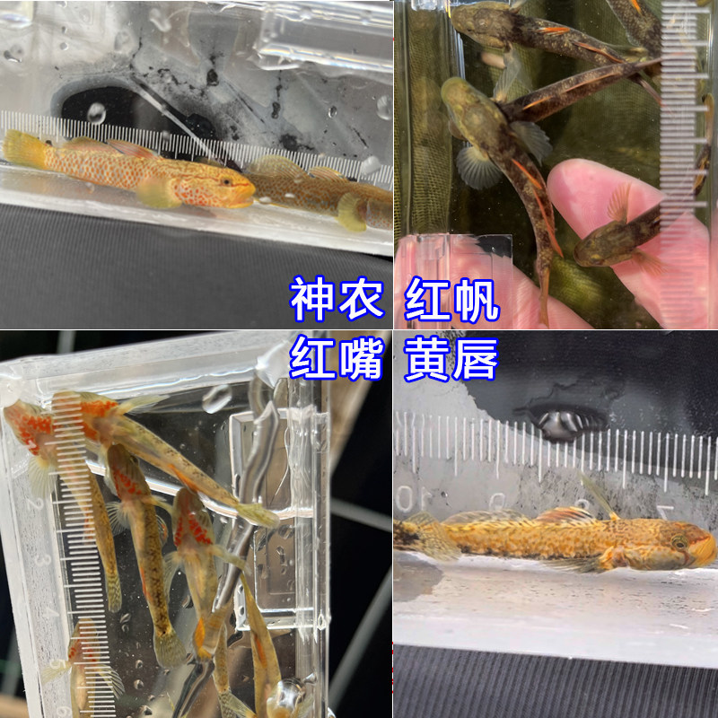 神农黄唇红唇溪吻虾虎鱼观赏鱼活体水族原生鱼小型淡水冷水凶猛鱼