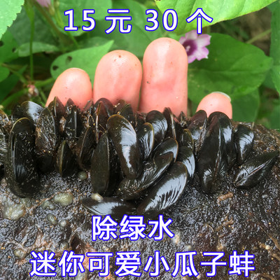 淡水贻贝瓜子蚌小河蚌宠物小型