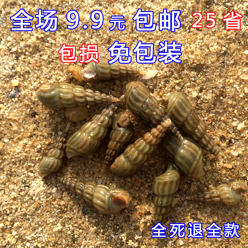 淡水螺水蜗牛活体水族宠物中国原生淡水鱼缸冷水小型除藻螺观赏螺