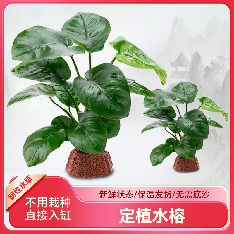 鱼缸淡水活体植物套餐无土装饰