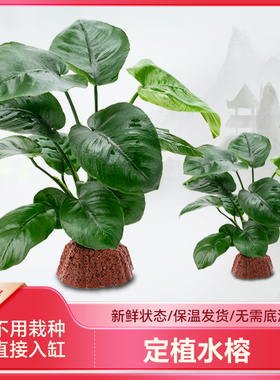火山石定植水榕入缸成景淡水族箱阴性小巴榕无需底砂新手简单好养