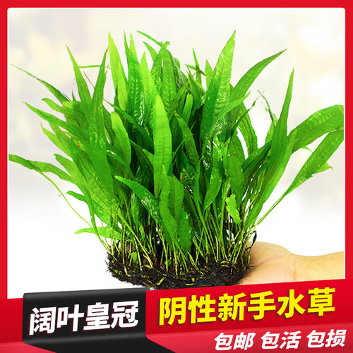 懒人造景懒人水草活体阔叶铁皇冠