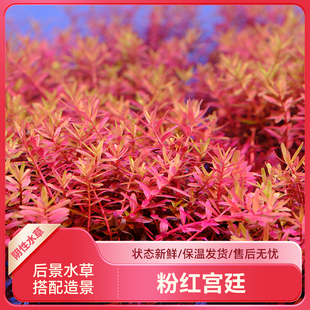 红宫廷水草鱼缸草缸造景活体淡水植物丹麦血宫廷粉宫廷有茎类后景